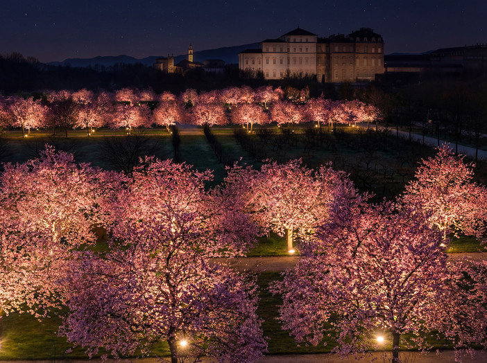 Lo spettacolo dei ciliegi in fiore alla Reggia di Venaria