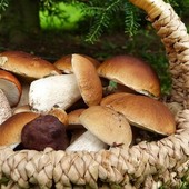 Funghi di notte nei boschi di Fontanigorda: sanzionati due giovani torinesi Funghi di notte nei boschi di Fontanigorda: sanzionati due giovani torinesi