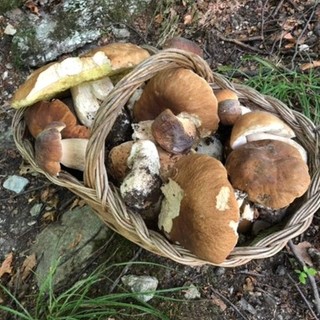 Con le piogge è boom di funghi, Coldiretti: &quot;Il clima dei prossimi giorni farà la differenza&quot;