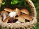 Funghi di notte nei boschi di Fontanigorda: sanzionati due giovani torinesi