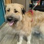 Il cane Fonzie salvato dai volontari del rifugio animali di Moncalieri