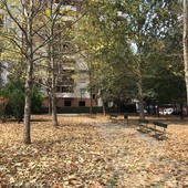 Con l'autunno partita la raccolta foglie per le strade di Torino: fino a 25 squadre di lavoro