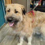 Il cane Fonzie salvato dai volontari del rifugio animali di Moncalieri