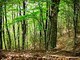 Più forestali in Piemonte: la Regione stanzia 1,5 milioni