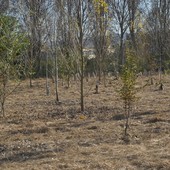 Caldo killer e siccità nel Torinese: è strage di giovani alberi piantati coi fondi PNRR