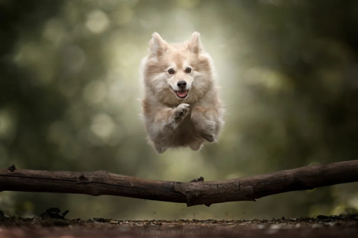 Dog Photography: l’arte di raccontare la vita attraverso lo sguardo di un cane