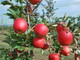 frutti-di-melo-tessa-campo-di-sperimentazione-varietale-della-fondazione-agrion-manta-fonte-agrion-