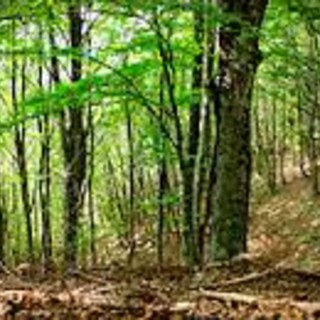 Investimenti della Regione per salvare il patrimonio boschivo