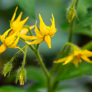 I ricercatori di Unito scoprono un nuovo meccanismo di controllo della fioritura