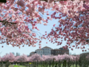 Alla Reggia di Venaria è arrivata la primavera con la fioritura dei ciliegi: gli eventi all'ombra dei petali rosa