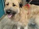 Il cane Fonzie salvato dai volontari del rifugio animali di Moncalieri Il cane Fonzie salvato dai volontari del rifugio animali di Moncalieri