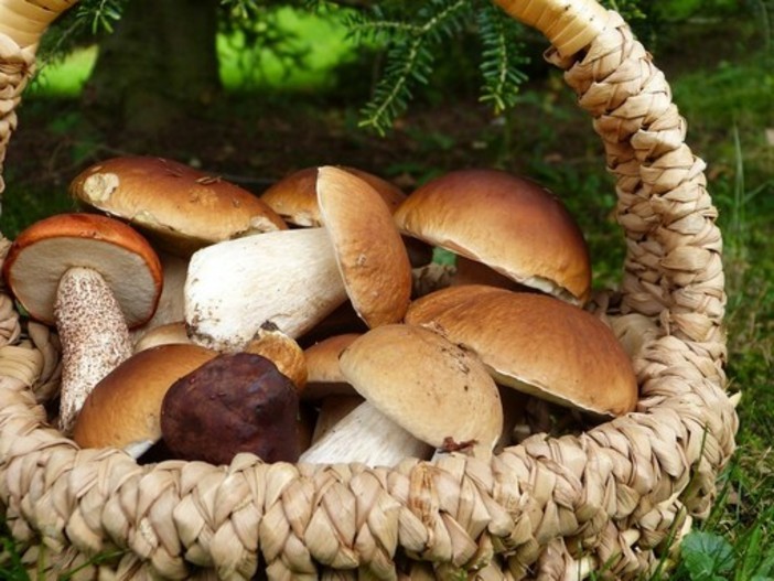 Funghi di notte nei boschi di Fontanigorda: sanzionati due giovani torinesi Funghi di notte nei boschi di Fontanigorda: sanzionati due giovani torinesi