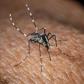 West Nile, Bassetti: &quot;Non è finita, avremo casi fino a ottobre&quot;