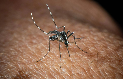 West Nile, Bassetti: &quot;Non è finita, avremo casi fino a ottobre&quot;