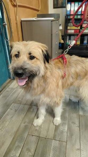 Il cane Fonzie salvato dai volontari del rifugio animali di Moncalieri