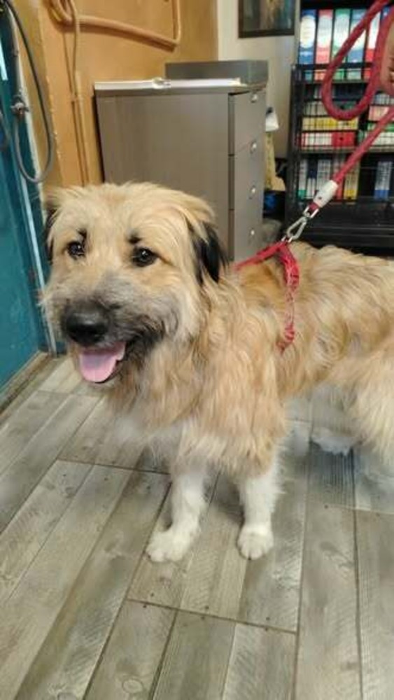 Il cane Fonzie salvato dai volontari del rifugio animali di Moncalieri Il cane Fonzie salvato dai volontari del rifugio animali di Moncalieri