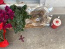 Vandali e incivili di nuovo protagonisti di furti al cimitero di Nichelino