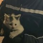 La gattina messa in salvo dalla Polizia locale di Moncalieri La gattina messa in salvo dalla Polizia locale di Moncalieri