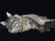 I gatti più belli del mondo si danno appuntamento nel fine settimana a Torino