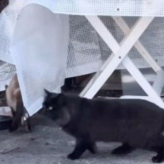 Un gattino è stato ritrovato ma ferito ad una zampa Un gattino è stato ritrovato ma ferito ad una zampa