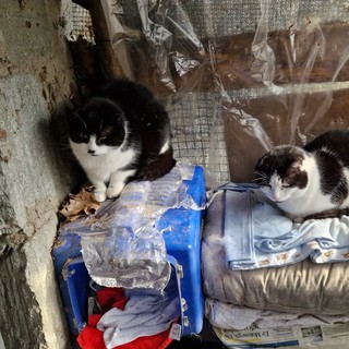 Parco Michelotti: grazie alle volontarie la &quot;casa dei gatti&quot; sopravvive