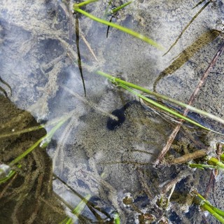 L'anfibio era stato sterminato dai salmerini di fonte, introdotti dagli anni '60
