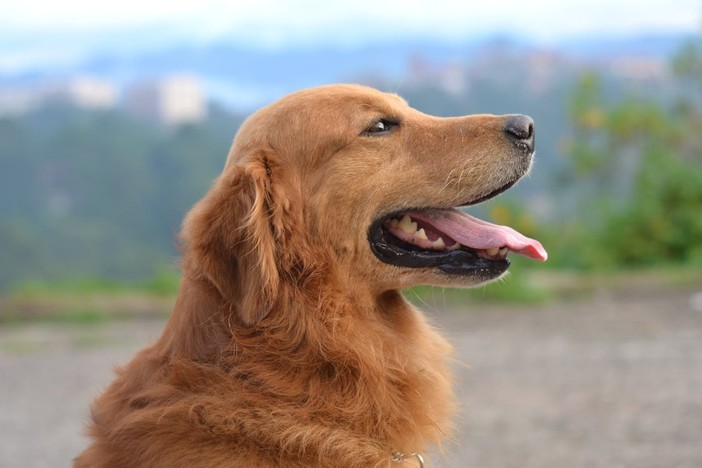 La Gastroenterite nei cani: sintomi, cause e rimedi efficaci La Gastroenterite nei cani: sintomi, cause e rimedi efficaci