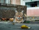 Benessere degli animali, dalla Regione maxi stanziamento da 170 mila euro a 25 Comuni per la tutela dei gatti