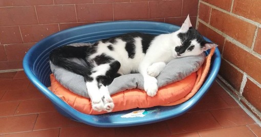 Felix, il gatto del Moi, dopo tre mesi è ancora in cerca di una famiglia