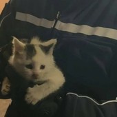 La gattina messa in salvo dalla Polizia locale di Moncalieri La gattina messa in salvo dalla Polizia locale di Moncalieri
