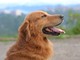 La Gastroenterite nei cani: sintomi, cause e rimedi efficaci La Gastroenterite nei cani: sintomi, cause e rimedi efficaci