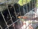 Una quindicina di gattini abbandonati lungo le rive del Sangone a Nichelino