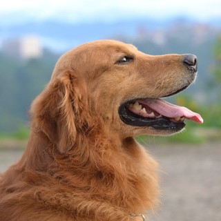 La Gastroenterite nei cani: sintomi, cause e rimedi efficaci La Gastroenterite nei cani: sintomi, cause e rimedi efficaci