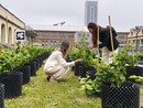 "Campus Grapes", al Politecnico la prima vigna urbana hi-tech "Campus Grapes", al Politecnico la prima vigna urbana hi-tech