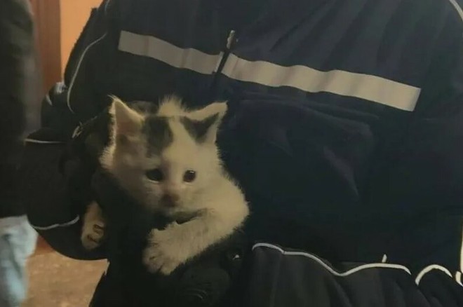 La gattina messa in salvo dalla Polizia locale di Moncalieri