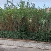 La 'giungla' lungo le sponde del Sangone accende la rabbia dei residenti di Borgo San Pietro