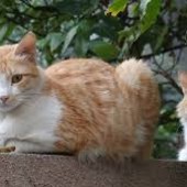 Weekend di raccolta delle derrate alimentari per le colonie feline di Nichelino Weekend di raccolta delle derrate alimentari per le colonie feline di Nichelino