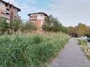 L'area verde di via Geymonat assomiglia ad una giungla
