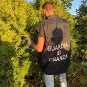 Coltivazione di Marijuana e uomini della Finanza