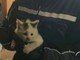 La gattina messa in salvo dalla Polizia locale di Moncalieri
