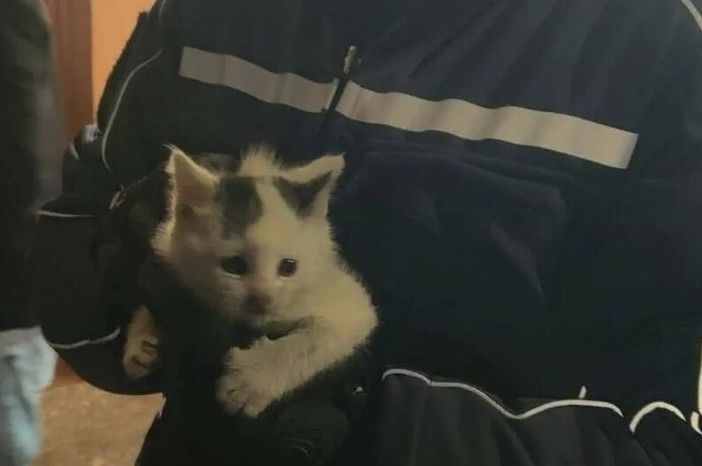 La gattina messa in salvo dalla Polizia locale di Moncalieri
