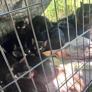 Una quindicina di gattini abbandonati lungo le rive del Sangone a Nichelino