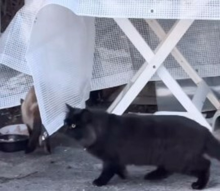 Un gattino è stato ritrovato ma ferito ad una zampa Un gattino è stato ritrovato ma ferito ad una zampa