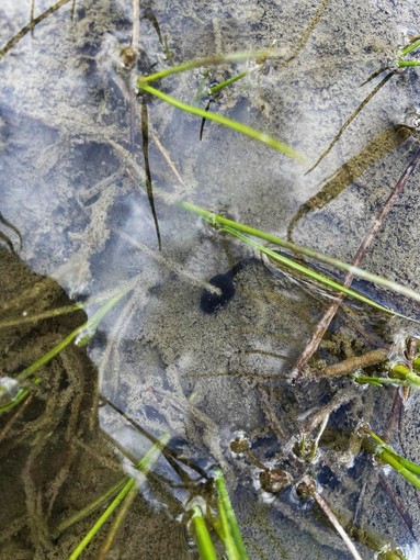 L'anfibio era stato sterminato dai salmerini di fonte, introdotti dagli anni '60