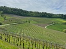 immagine delle Langhe immagine delle Langhe