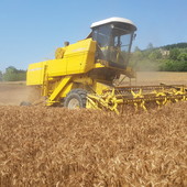 Grano e orzo: raccolto positivo nel Torinese, ma prezzi inferiori al 2025 Grano e orzo: raccolto positivo nel Torinese, ma prezzi inferiori al 2025
