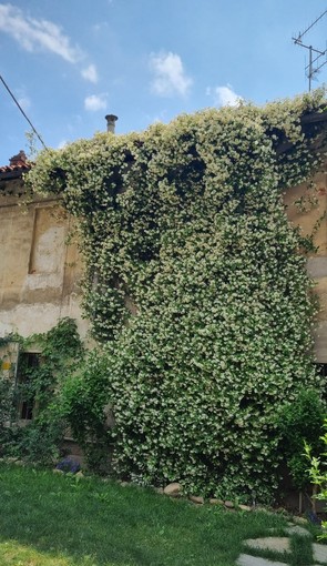 Una pianta rampicante di gelsomino