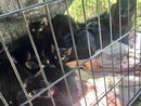 Una quindicina di gattini abbandonati lungo le rive del Sangone a Nichelino