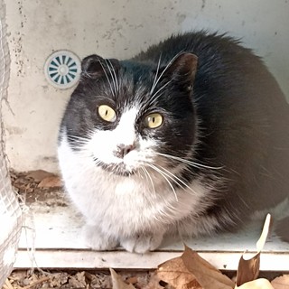 Corso gratuito per chi ama i gatti: tre serate tra legge, cura e comportamento