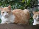 Colonie feline in difficoltà: il Comune di Torino cerca cibo e soldi